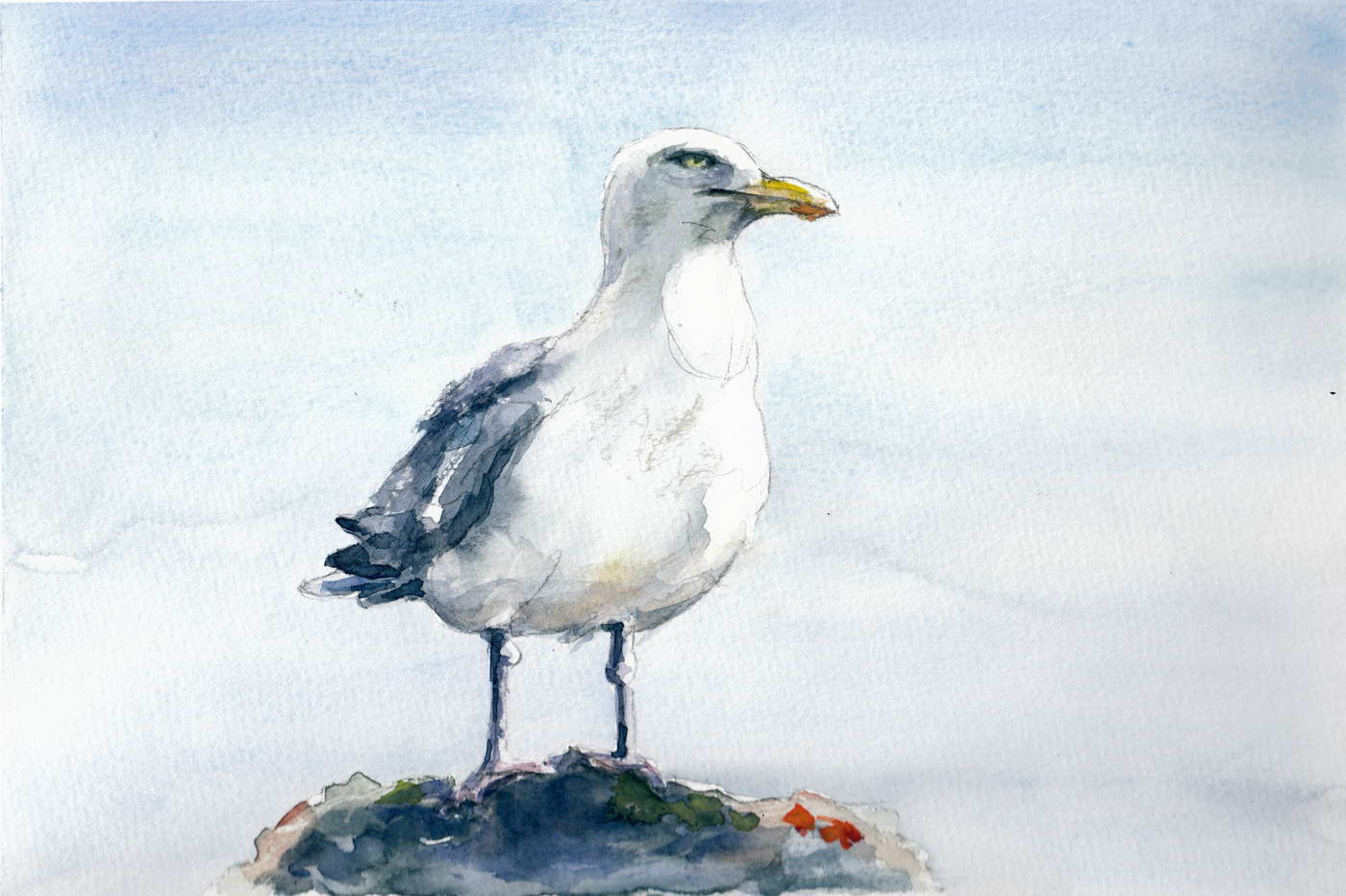 Seagull from the channel